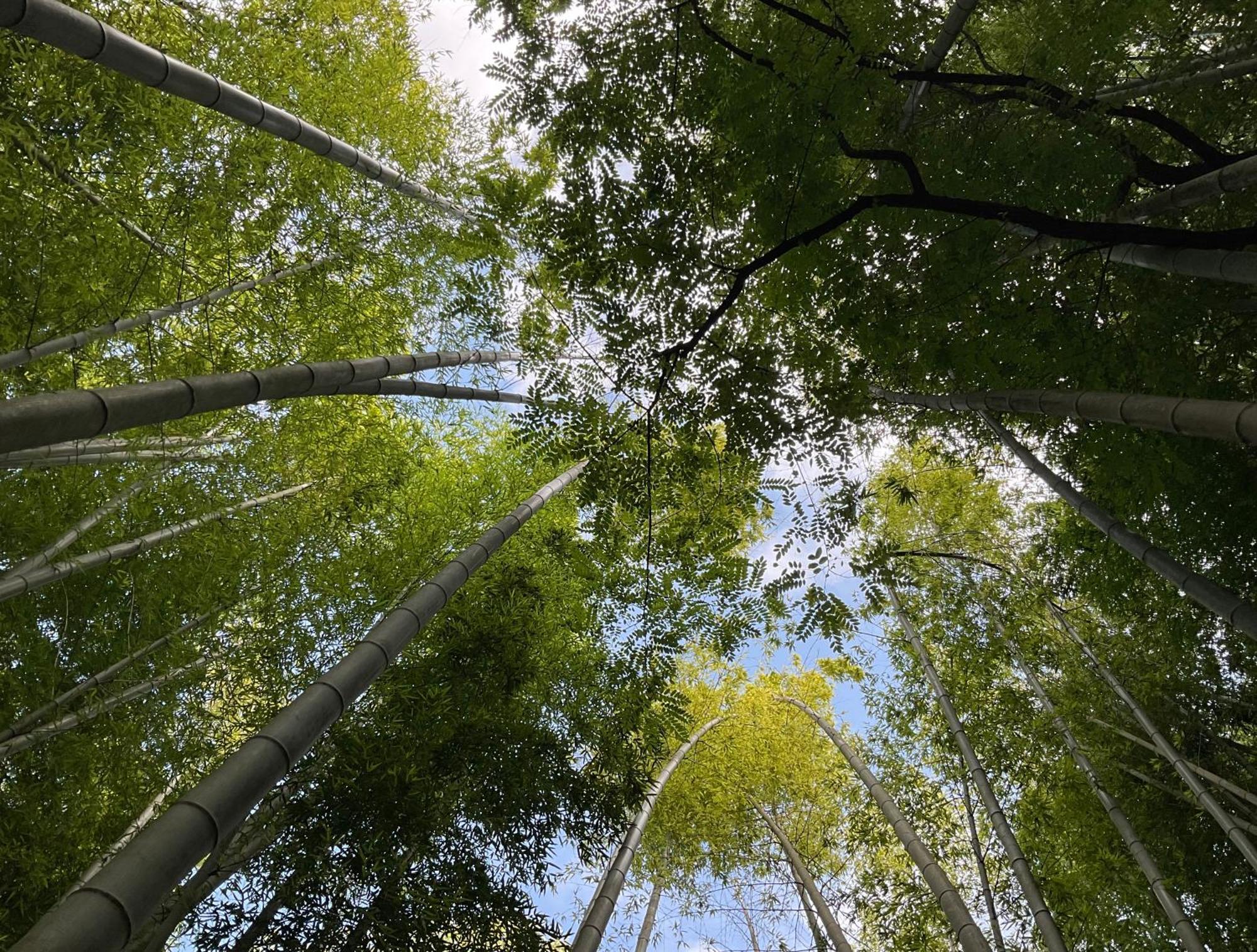 Babi Home Batoemi Buitenkant foto